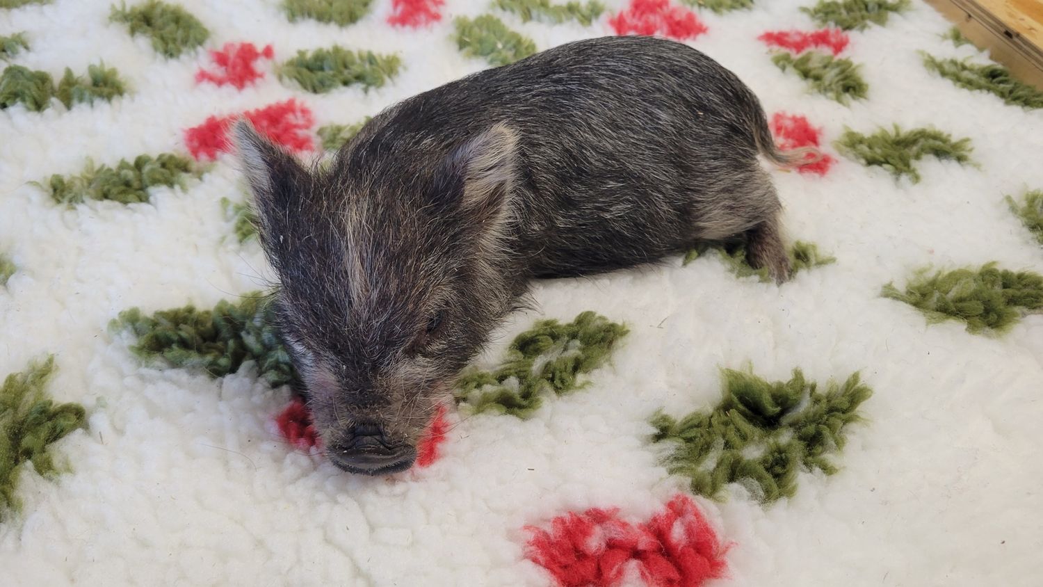 Female Mini Pig