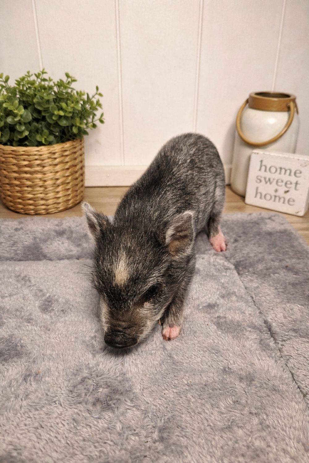 Female Mini Pig