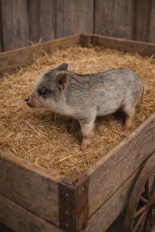 Male Mini Pig