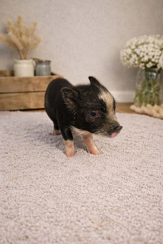 Male Mini Pig
