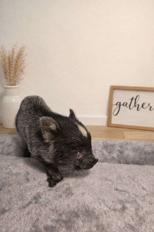 Female Mini Pig