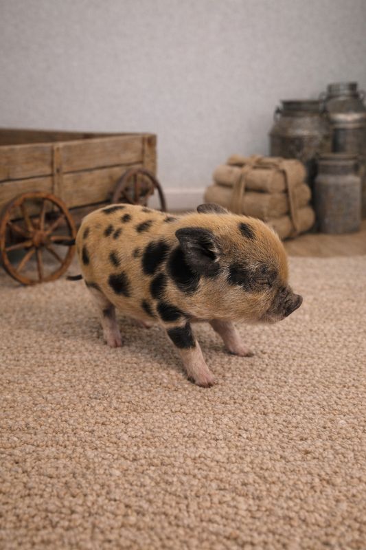 Male Mini Pig