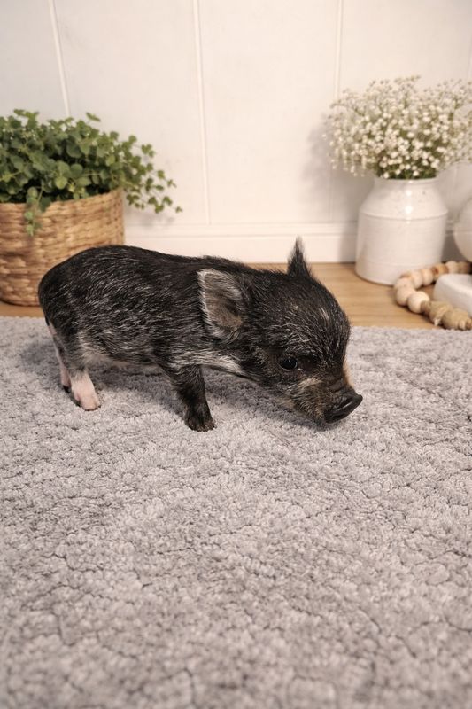 Male Mini Pig