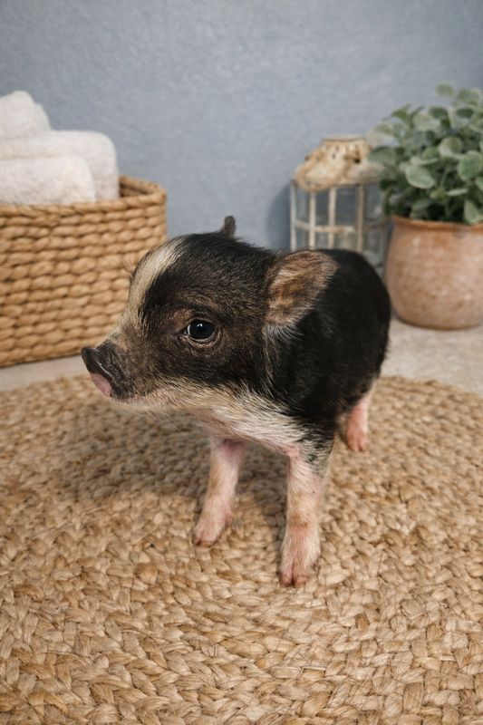 Male Mini Pig