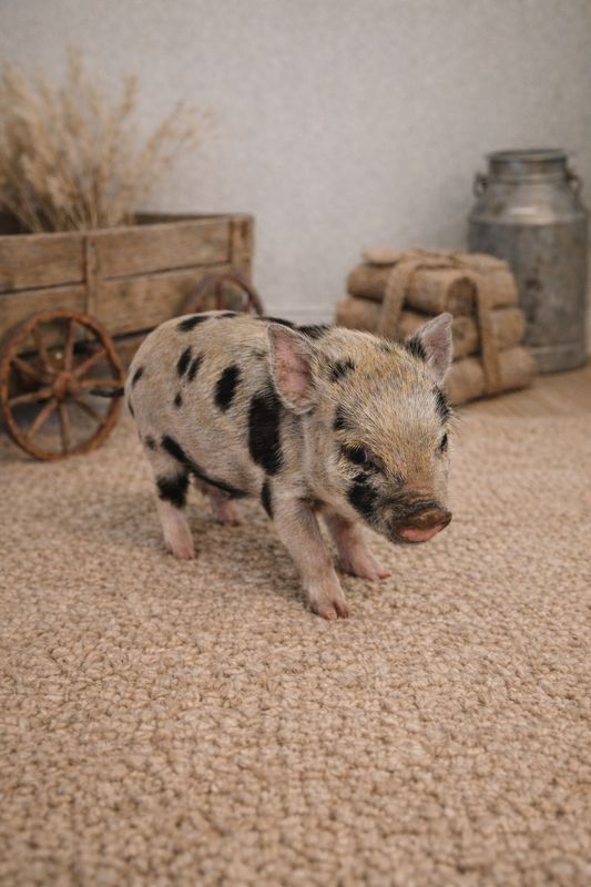 Male Mini Pig