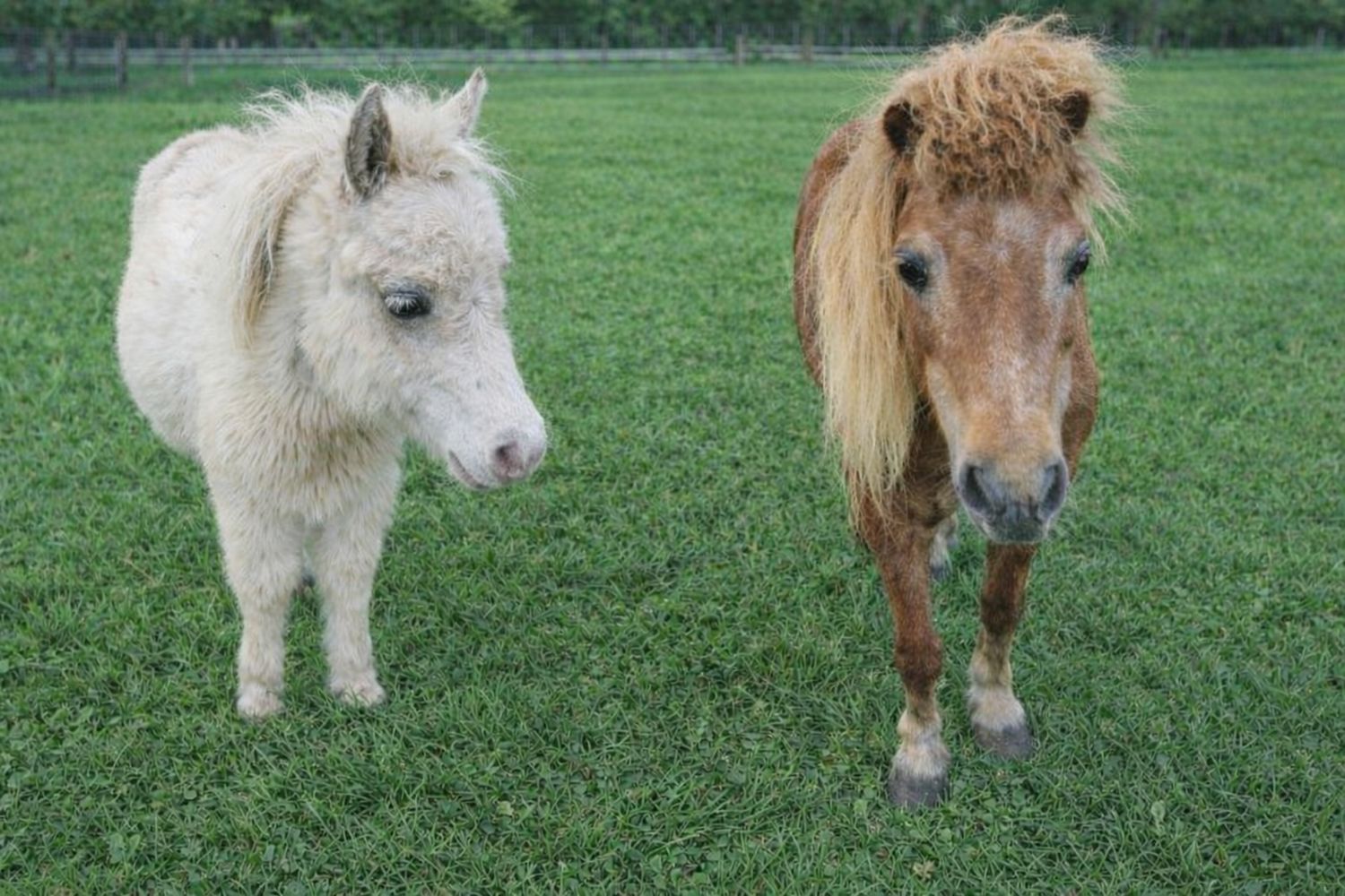 Dwarf mini pony pair