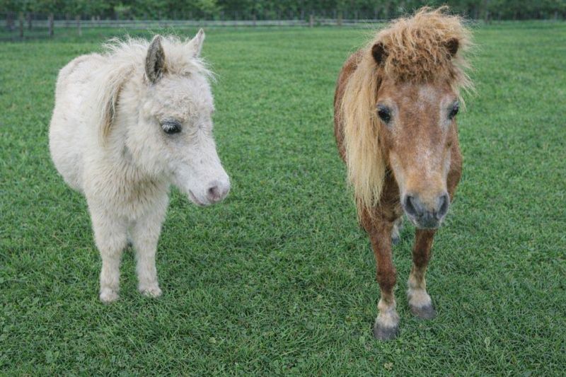Dwarf mini pony pair Dwarf mini pony pair