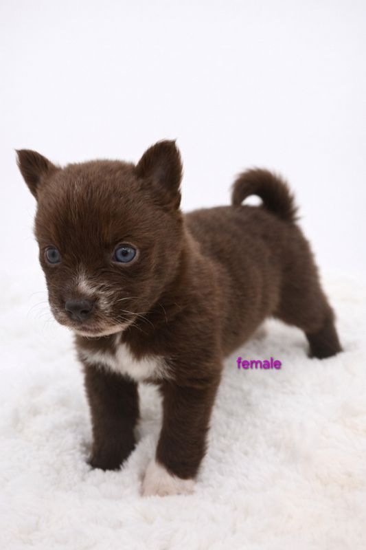 Pomsky female 