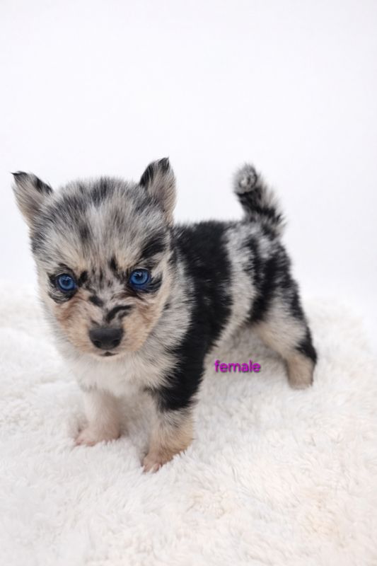 Pomsky female 