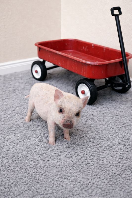 Male Mini Pig