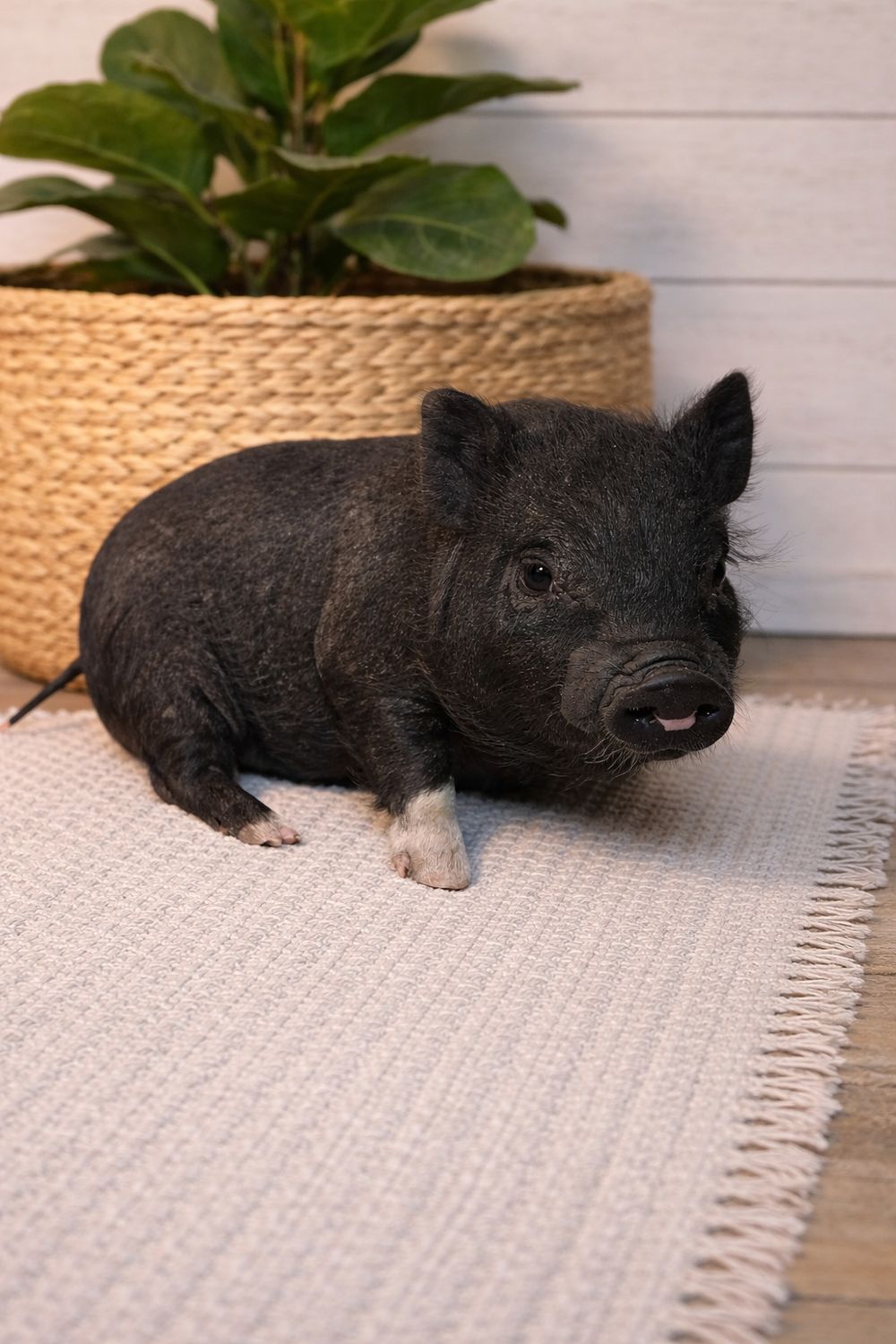 Male Mini Pig