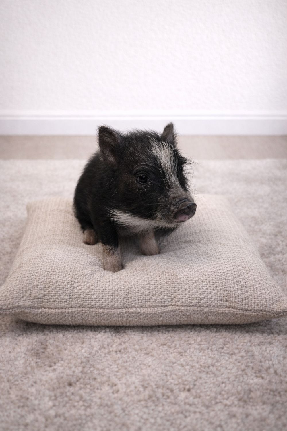 Male Mini Pig