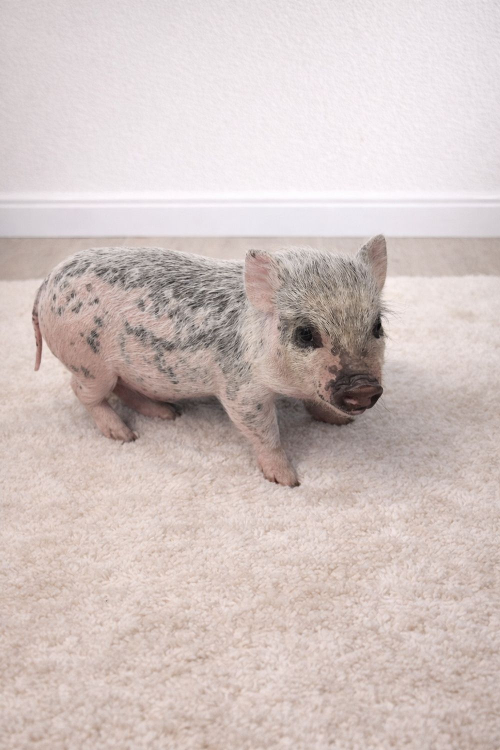 Male Mini Pig