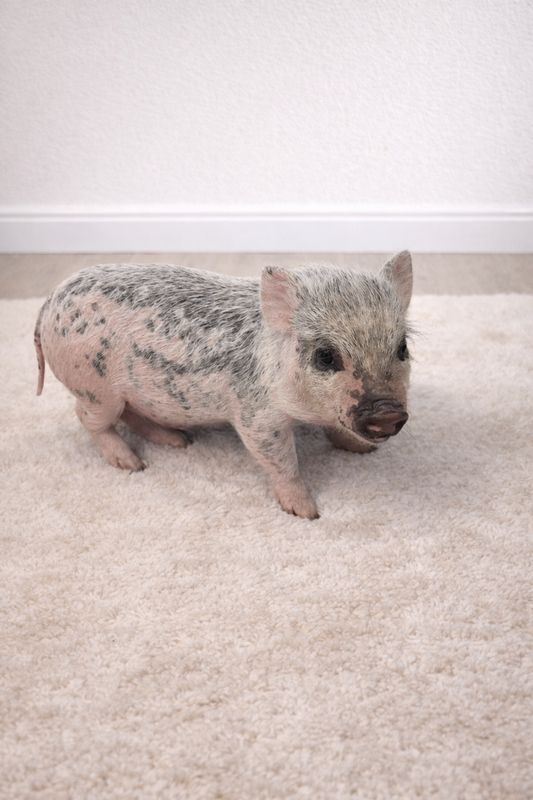 Male Mini Pig