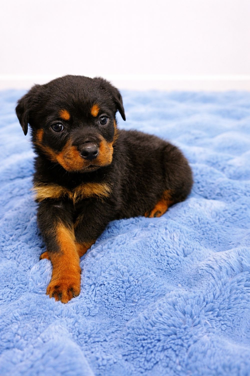 German Rottweiler male