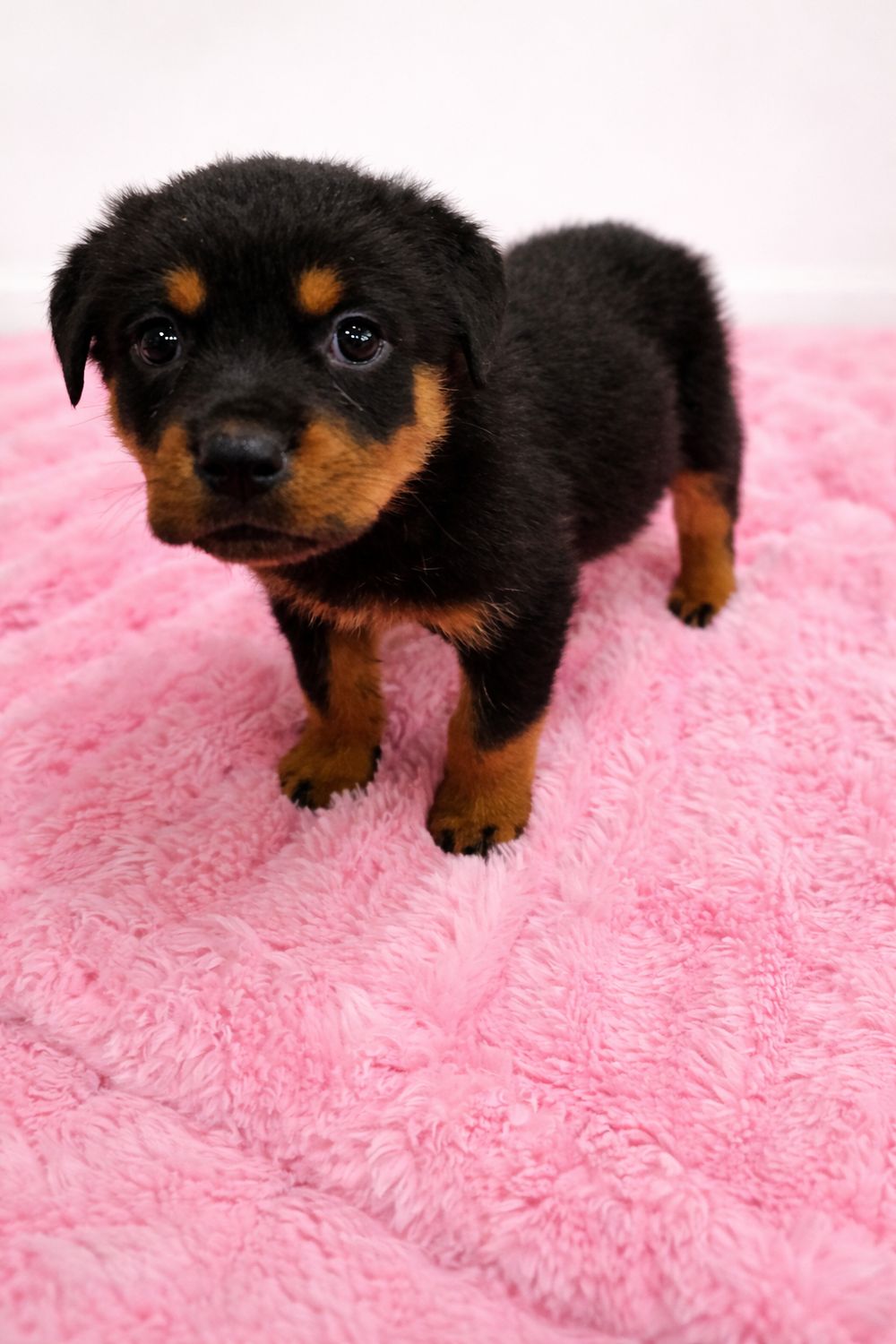 German Rottweiler female