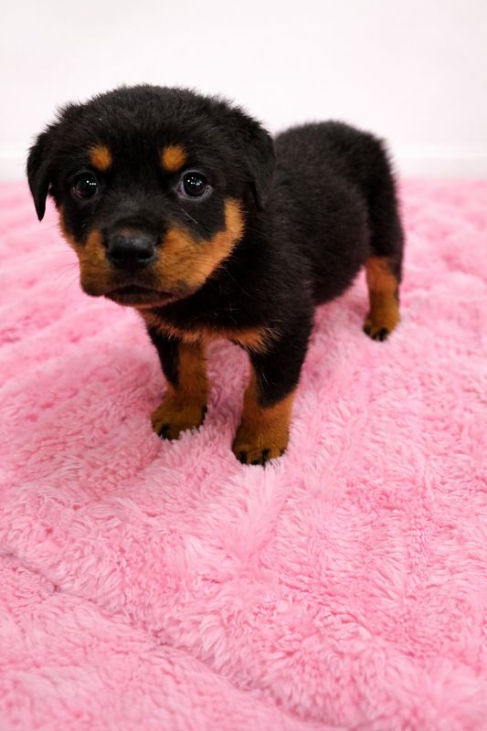 German Rottweiler female