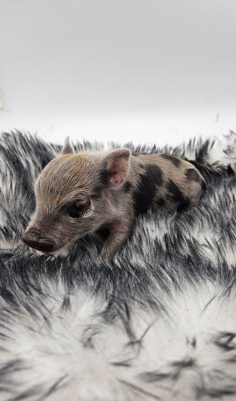 Female Mini Pig