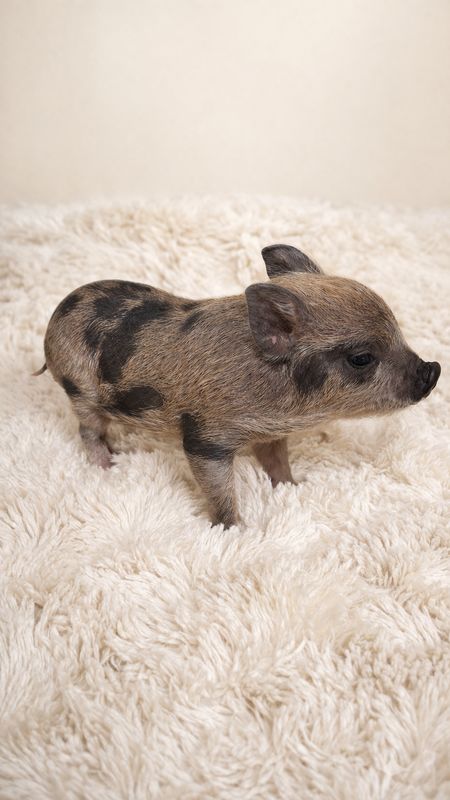 Female Mini Pig (Available 4/14) Female Mini Pig (Available 4/14)