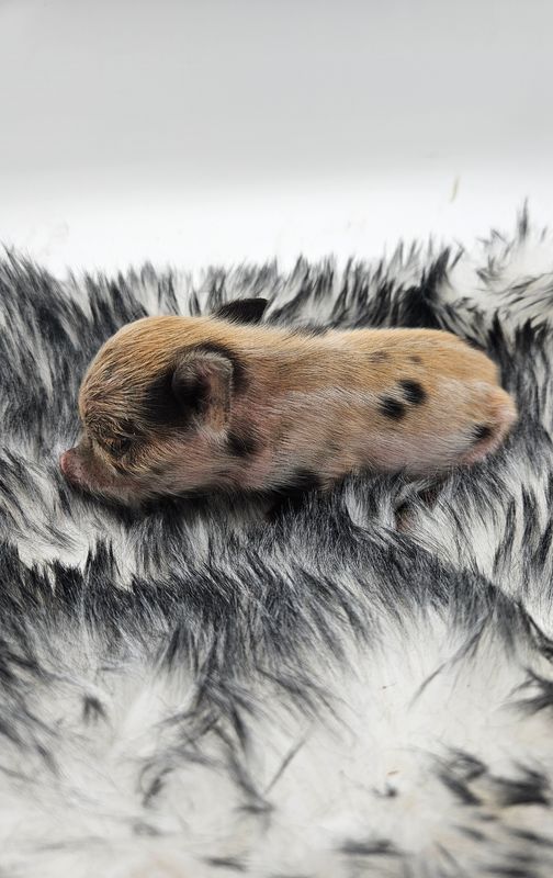 Female Mini Pig