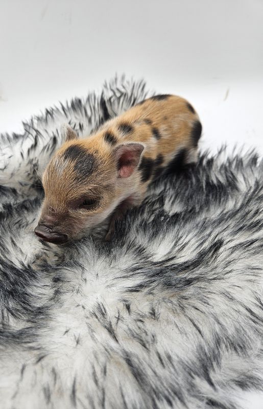 Female Mini Pig