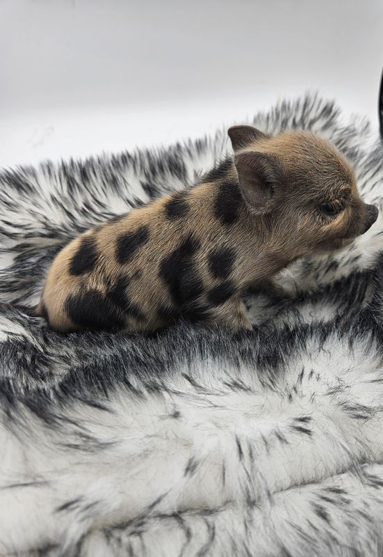 Male Mini Pig