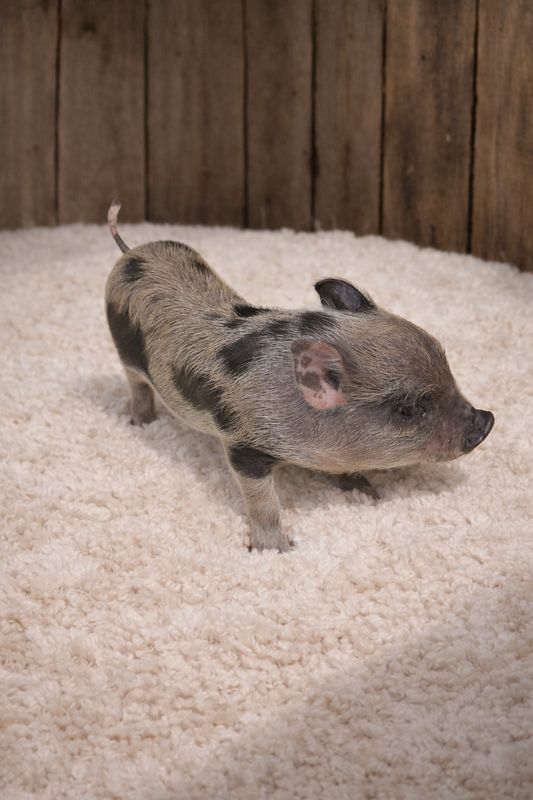 Female Mini Pig (Available 4/14) Female Mini Pig (Available 4/14)