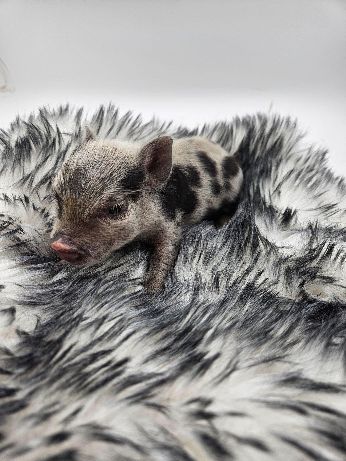 Female Mini Pig