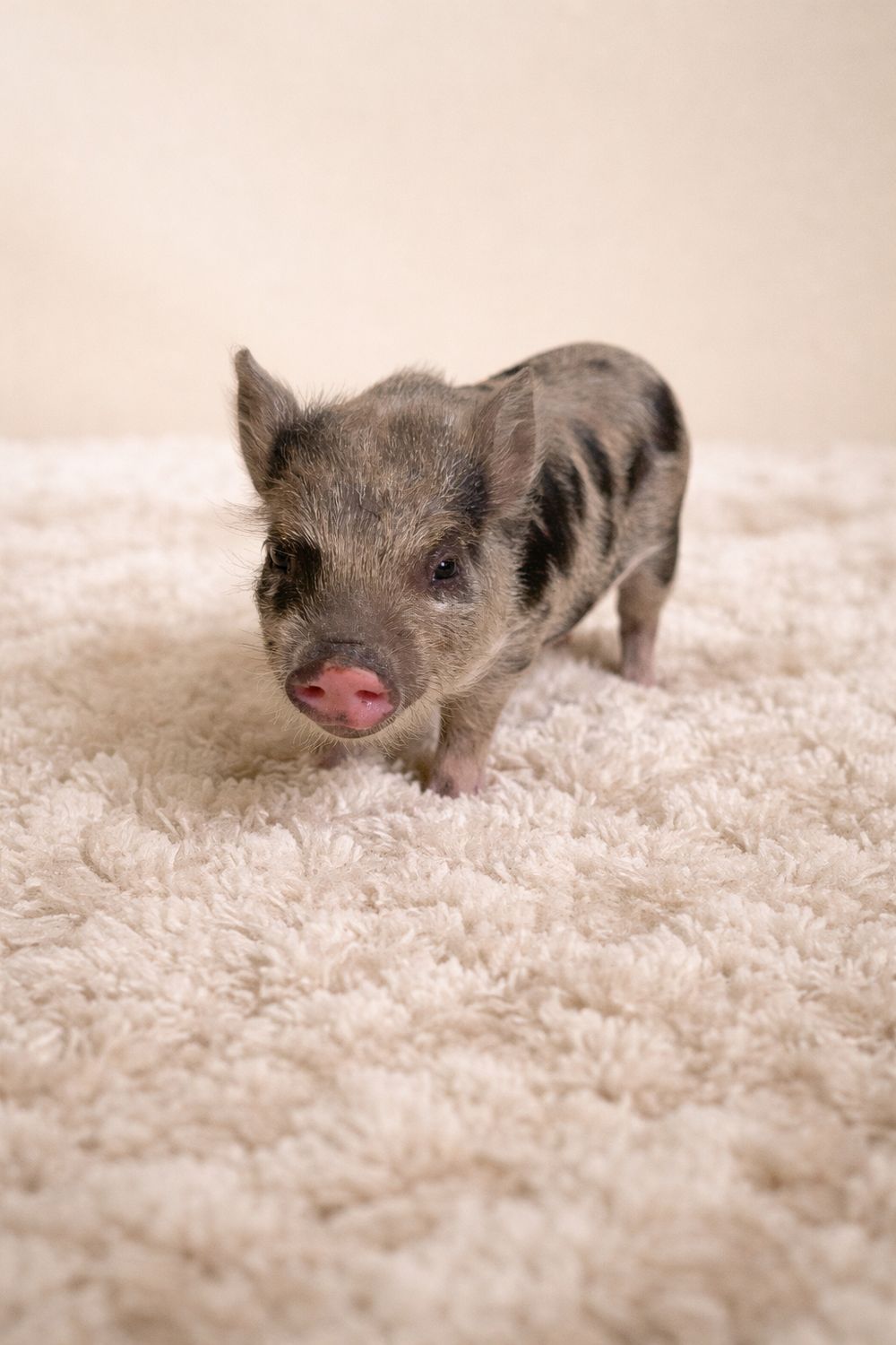 Female Mini Pig (Available 4/14)