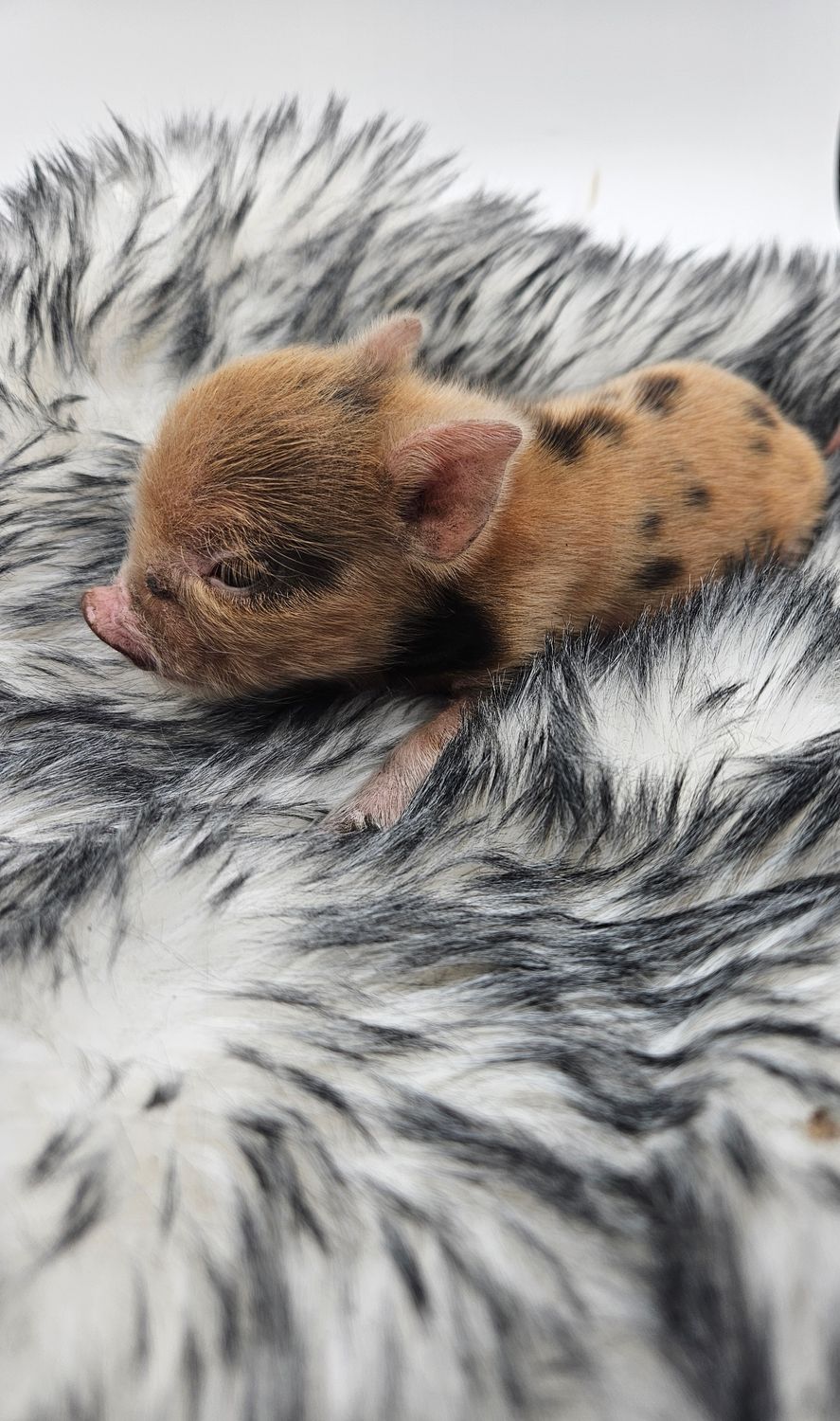 Female Mini Pig