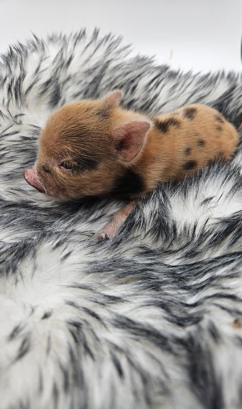 Female Mini Pig