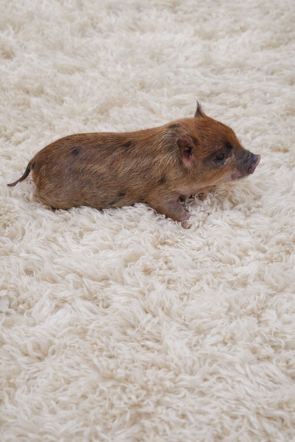 Female Mini Pig (ready to depart)