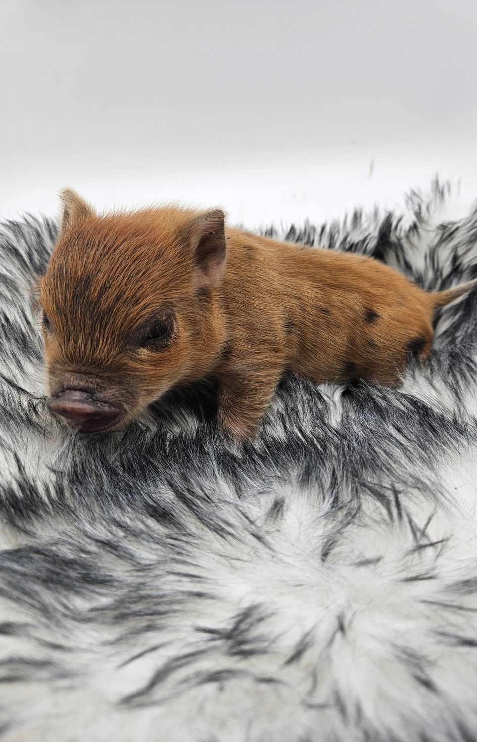Male Mini Pig