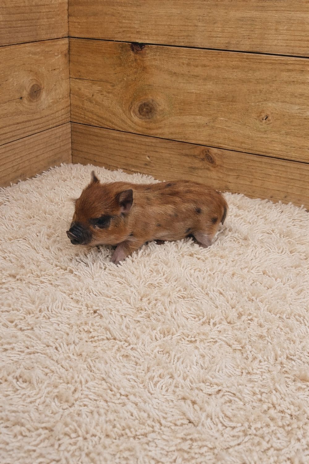Male Mini Pig (ready to depart)
