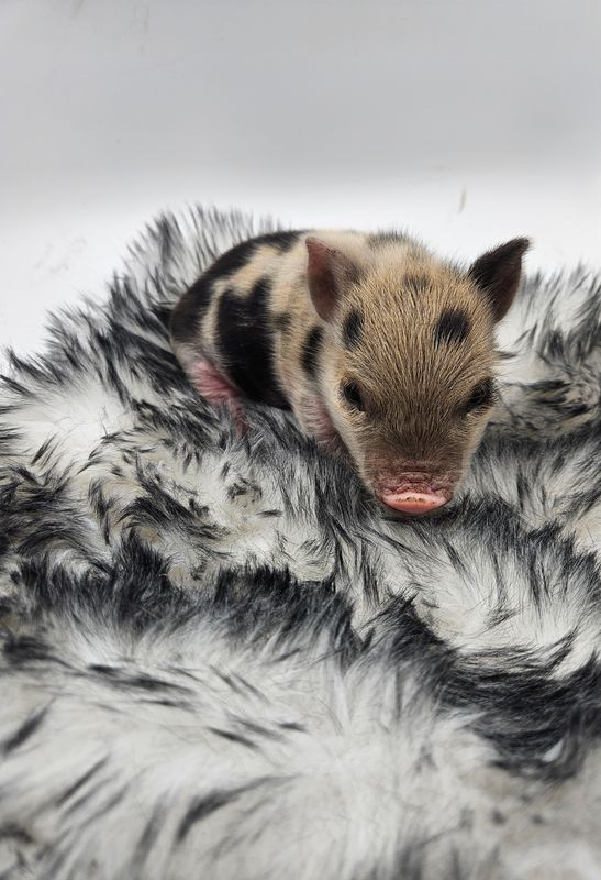 Male Mini Pig