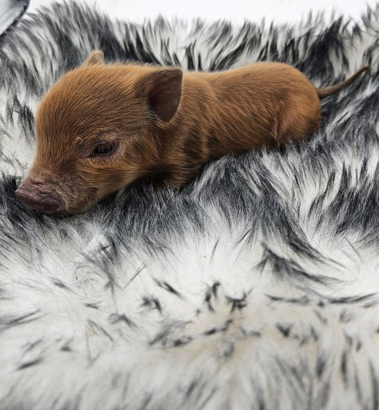 Male Mini Pig