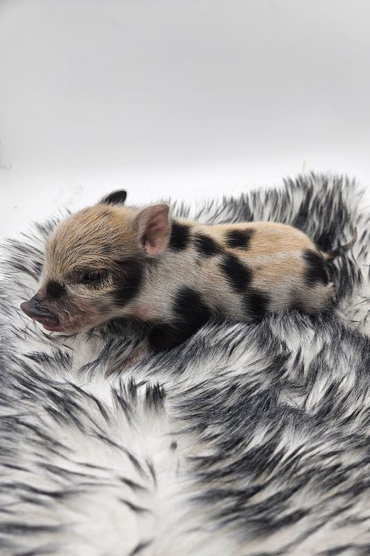 Female Mini Pig