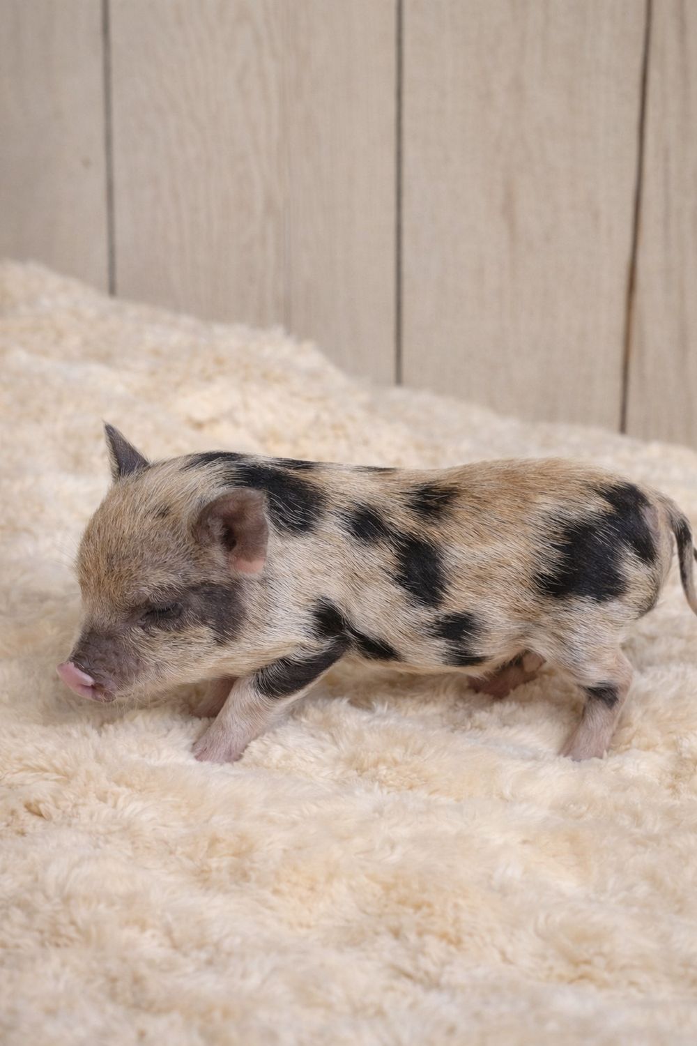 Female Mini Pig (Available 4-14)