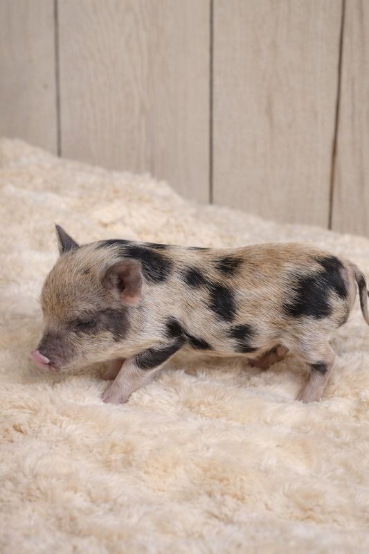 Female Mini Pig (Available 4-14) Female Mini Pig (Available 4-14)