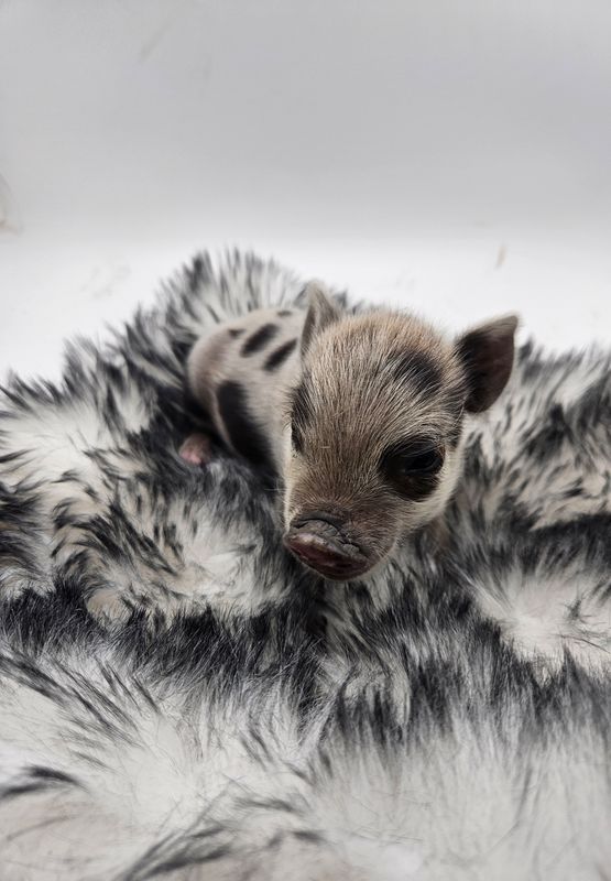 Male Mini Pig