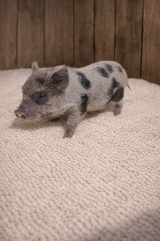 Male Mini Pig (ready to depart) Male Mini Pig (ready to depart)