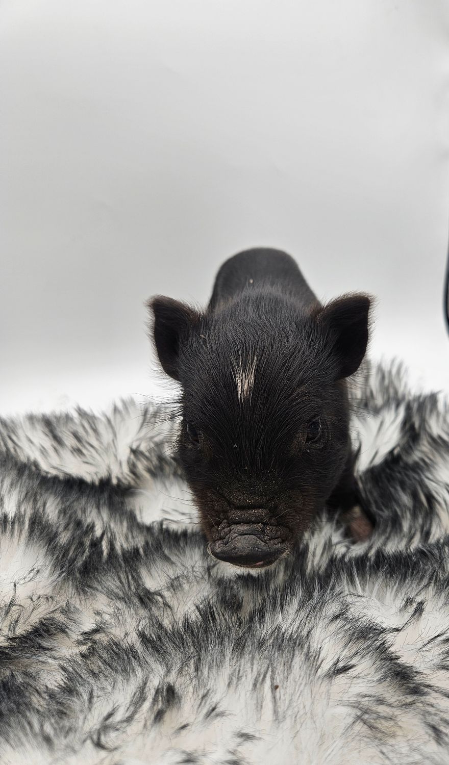 Female Mini Pig