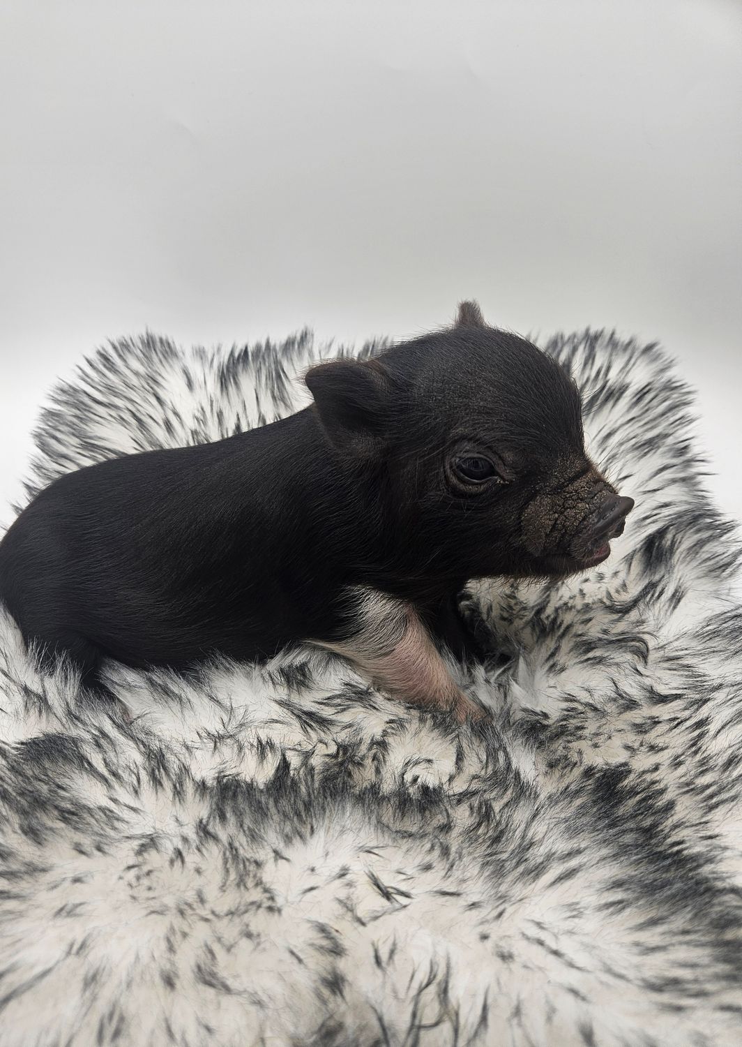 Female Mini Pig