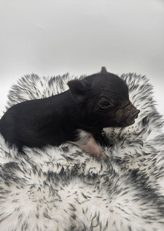 Female Mini Pig