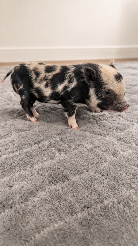 Male Mini Pig (Available 4/20) Male Mini Pig (Available 4/20)