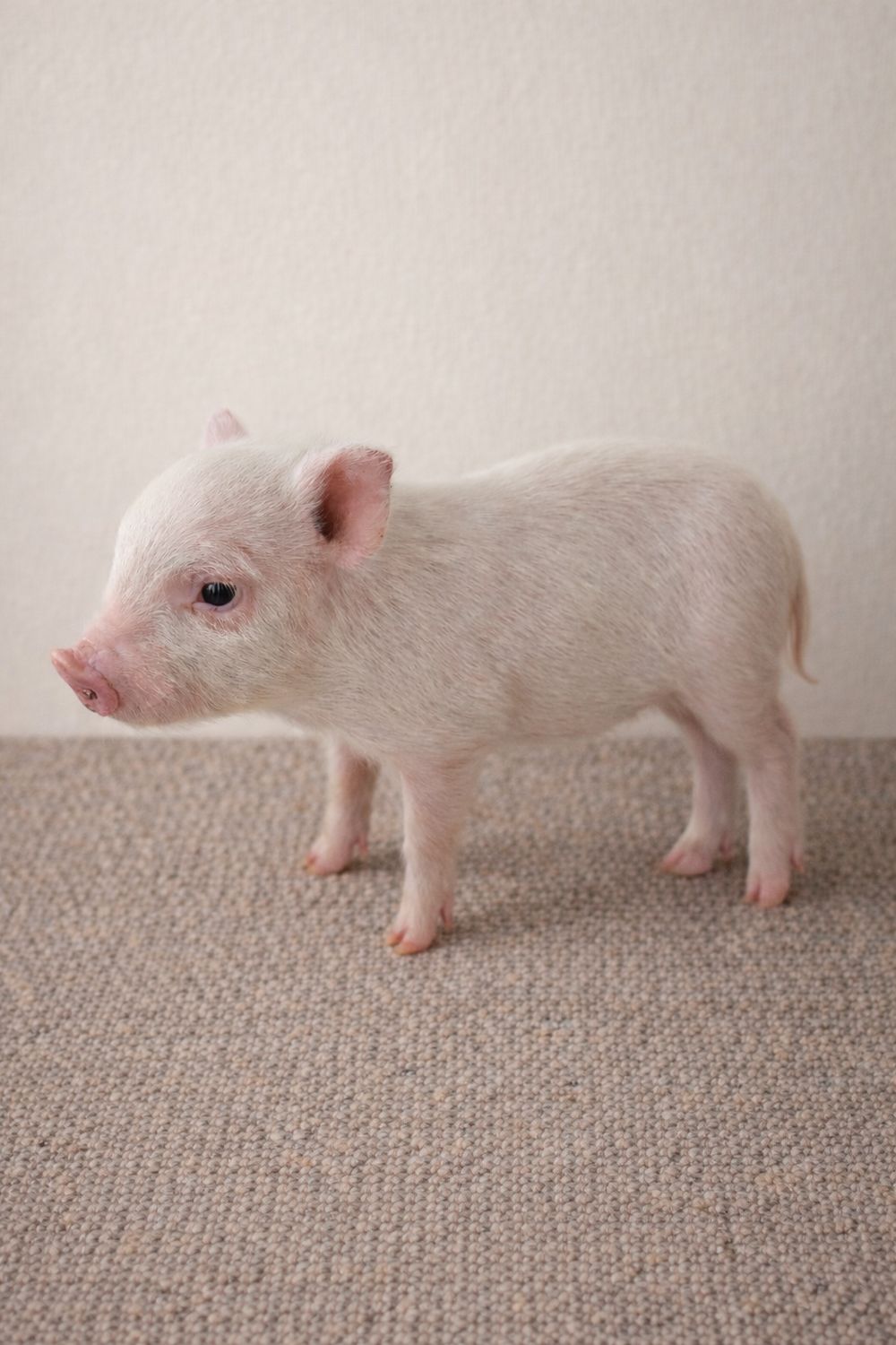 Female Mini Pig (Available 4/22)