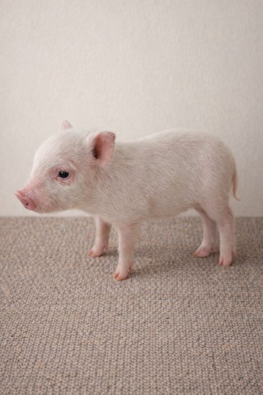 Female Mini Pig (Available 4/22) Female Mini Pig (Available 4/22)
