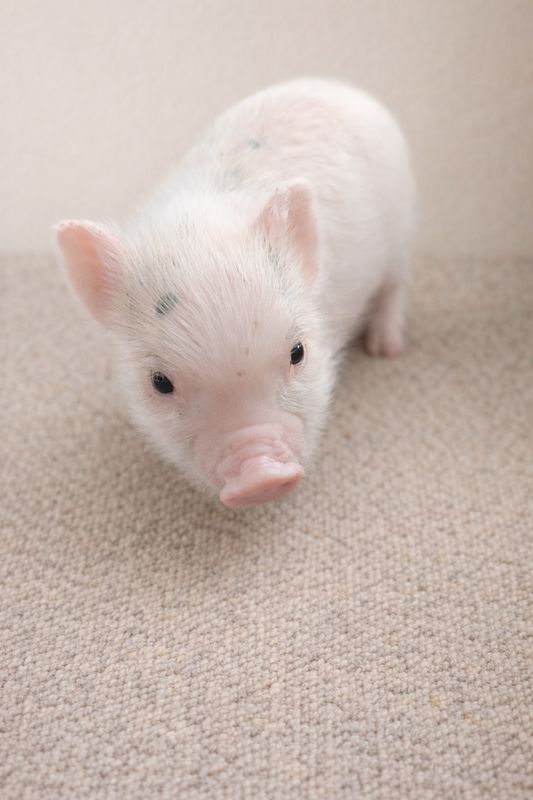 Female Mini Pig (Runt-Available 4/25) Female Mini Pig (Runt-Available 4/25)