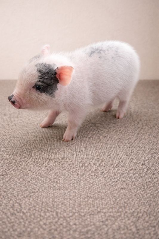 Male Mini Pig (Runt-Available 4/25) Male Mini Pig (Runt-Available 4/25)