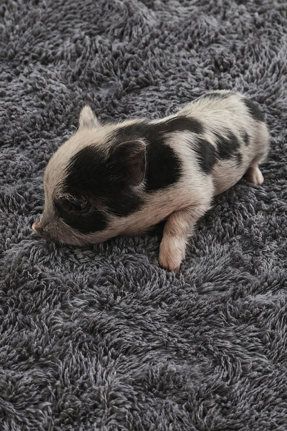 Female Mini Pig (Available 4/20)
